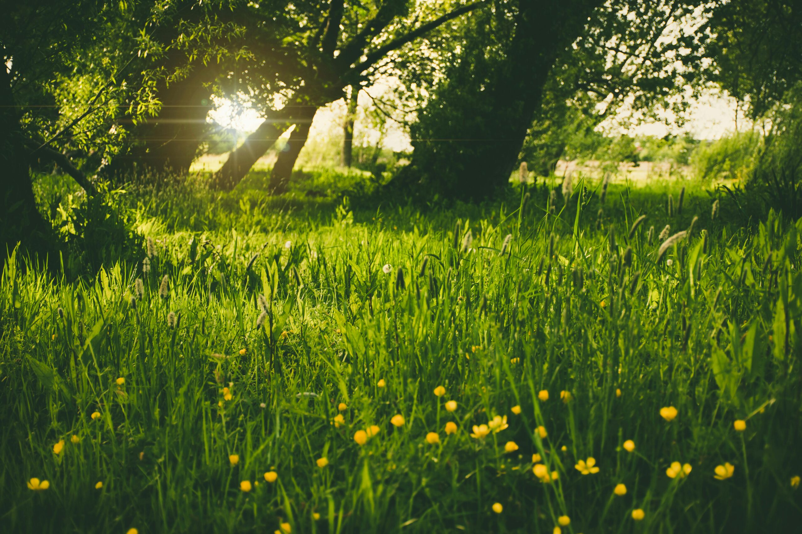 Community Solar: The perfect complement to Spring